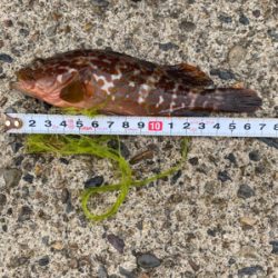 親父たちの釣行‼️舞鶴ランガン編‼️