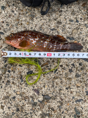 親父たちの釣行‼࿠…