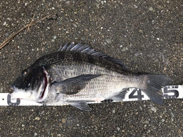 イチノ兄弟、釣果!