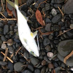 朝まずめサーフ