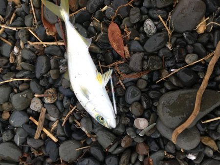 朝まずめサーフ