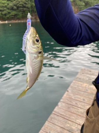 アジングで初釣果