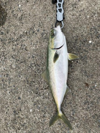 良い釣りライフを!