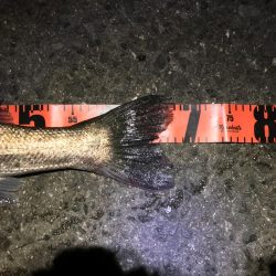 ナナマルまであと少し