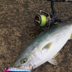 青物トップゲーム