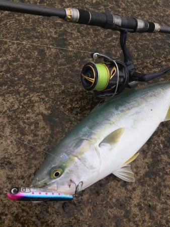 青物トップゲーム