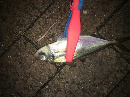 スプリットアジング