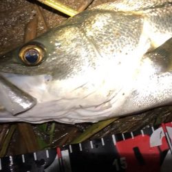 円山川シーバス