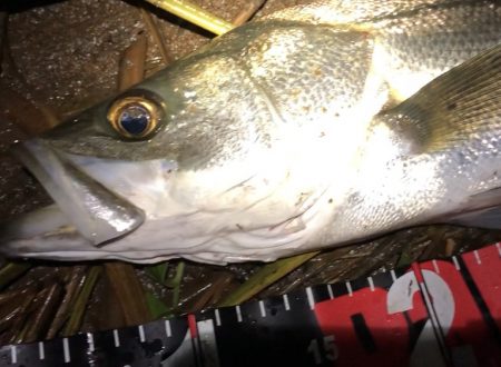 円山川シーバス