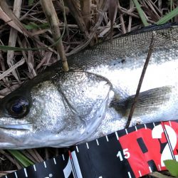 円山川シーバス