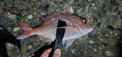 初の「年無し」