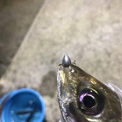 久しぶりのアジング