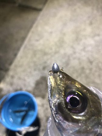 久しぶりのアジング