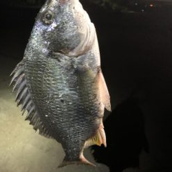 ナイトチニング！！