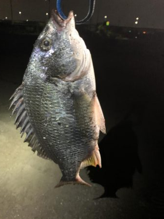 ナイトチニング！！