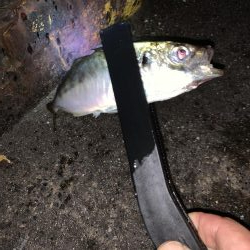 いつもの所へオカズ釣り