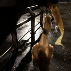 初心者 ナイトジギング