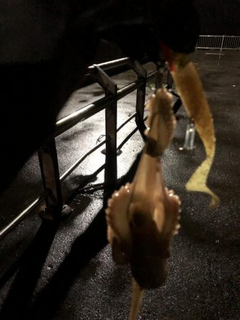 初心者 ナイトジギング