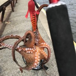 たこ釣り
