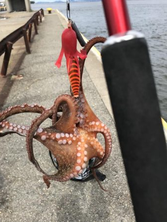たこ釣り