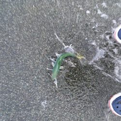 モジャコーワカシ