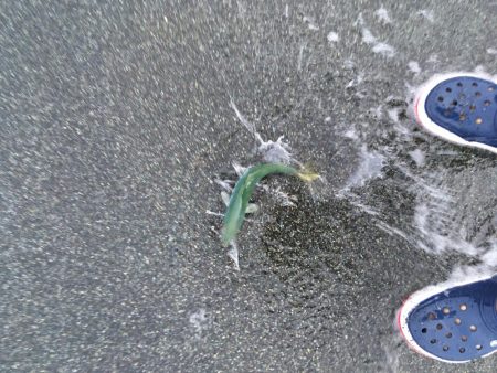 モジャコーワカシ