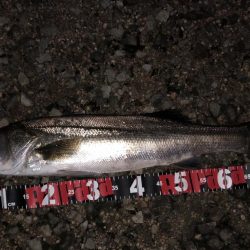 円山川シーバス