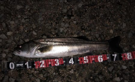 円山川シーバス