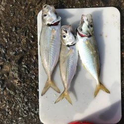 タコ脱走 ガシラしか…