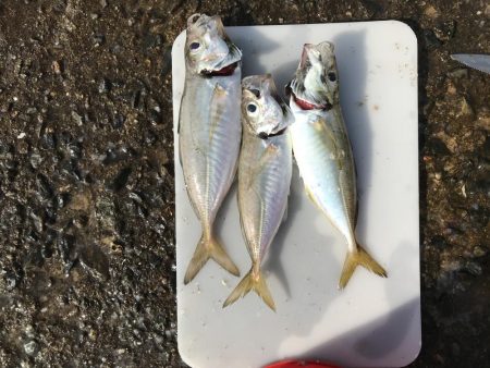 タコ脱走 ガシラしか…