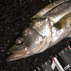 円山川チューバス