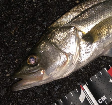 円山川チューバス