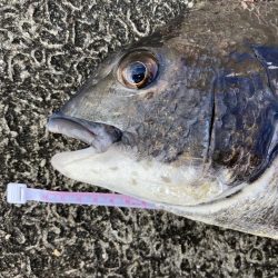 岸和田旧一文字ヘチ釣り黒鯛