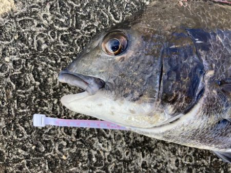 岸和田旧一文字ヘチ釣り黒鯛