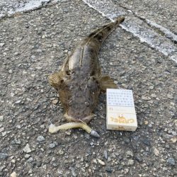 夏のルアー釣り