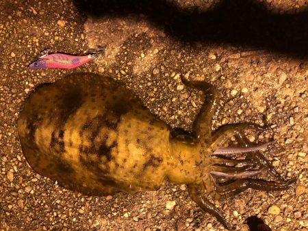 700〜800gのアオリイカ