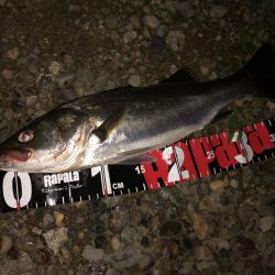 円山川シーバス