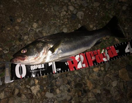 円山川シーバス