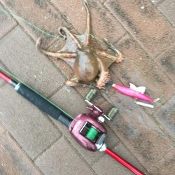 短時間勝負!タコ釣り