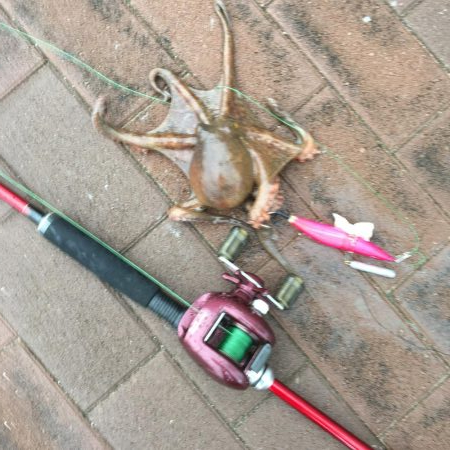 短時間勝負!タコ釣り