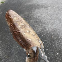 アジ !サバ!イカ!