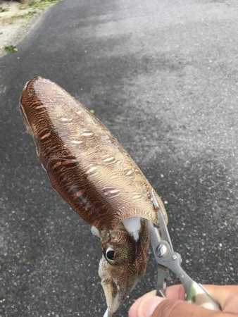 アジ !サバ!イカ!