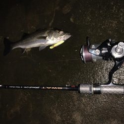 久しぶりのシーバス