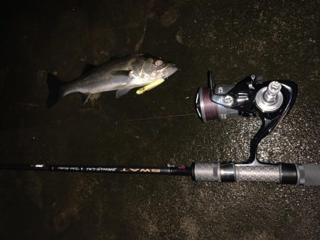 久しぶりのシーバス