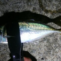 激渋アジング