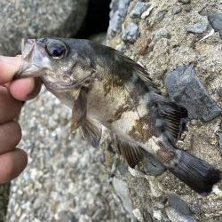 貝塚人工島の穴釣り