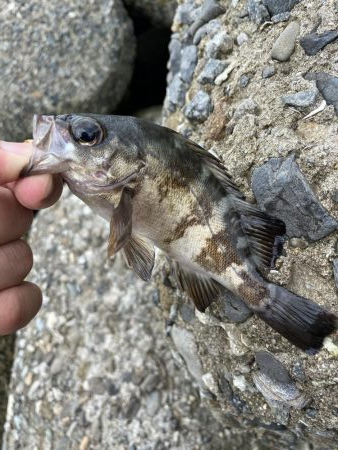 貝塚人工島の穴釣り