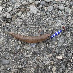 ランカーシーバス