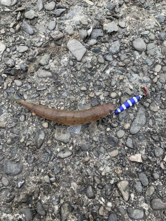 ランカーシーバス