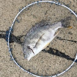 落とし込みでキビレ